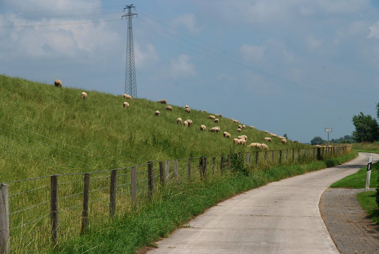 (3) Deichlandschaft entlang der Ems